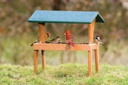 EcoTough Ground Feeder