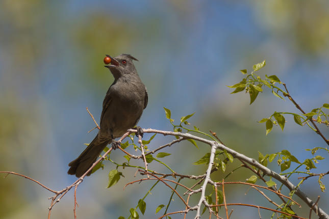 phainopepla 2025