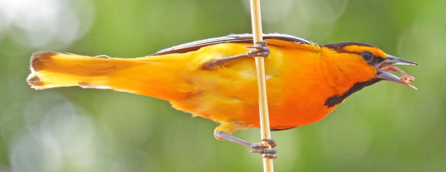 Male Bullock's Oriole #58