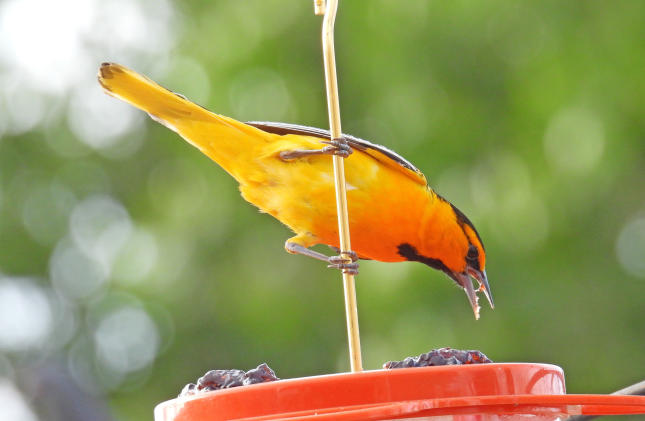 Male Bullock's Oriole #59