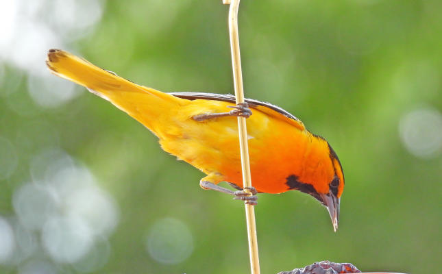 Male Bullock's Oriole #60