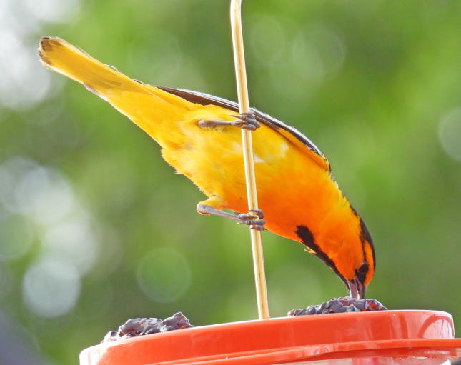 Male Bullock's Oriole #61