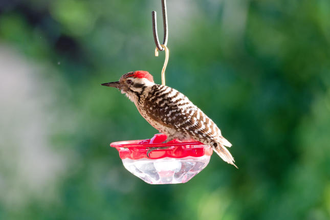 Ladder Backed "Theft" from a High Perch Feeder