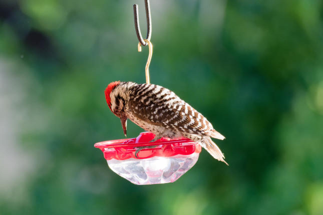 Ladder Backed "Theft" from a High Perch Feeder