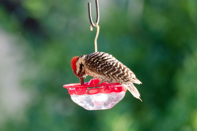 Ladder Backed "Theft" from a High Perch Feeder